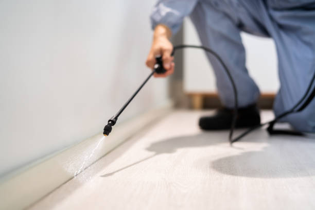 Licensed Wasp Removal service in Andrews AFB, MD - Show Me Pest Control
